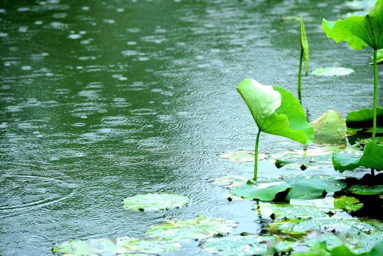 雨中荷叶图片图片