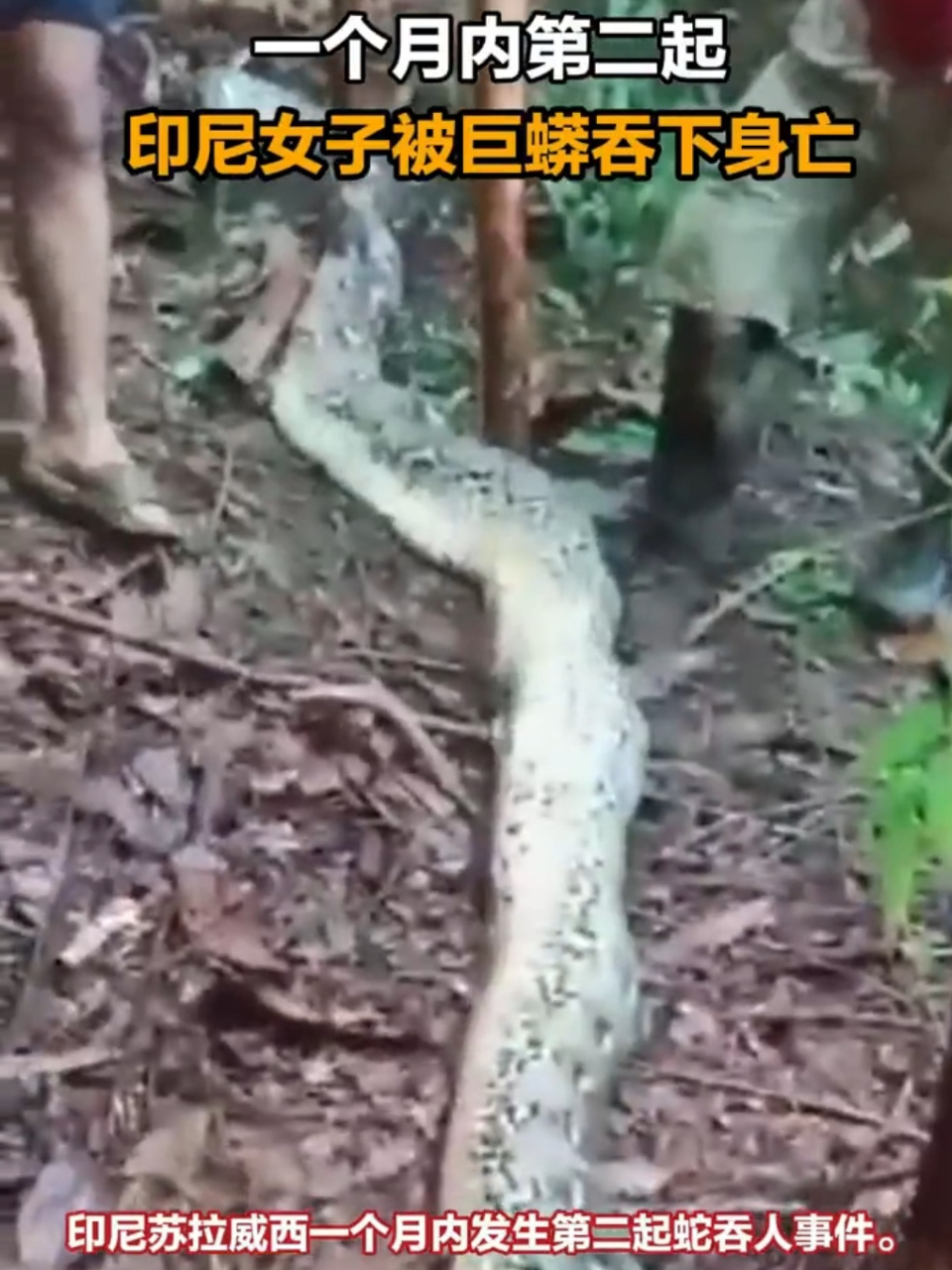印尼一女子被7米长巨蟒生吞,知情人称出门给孩子买药!