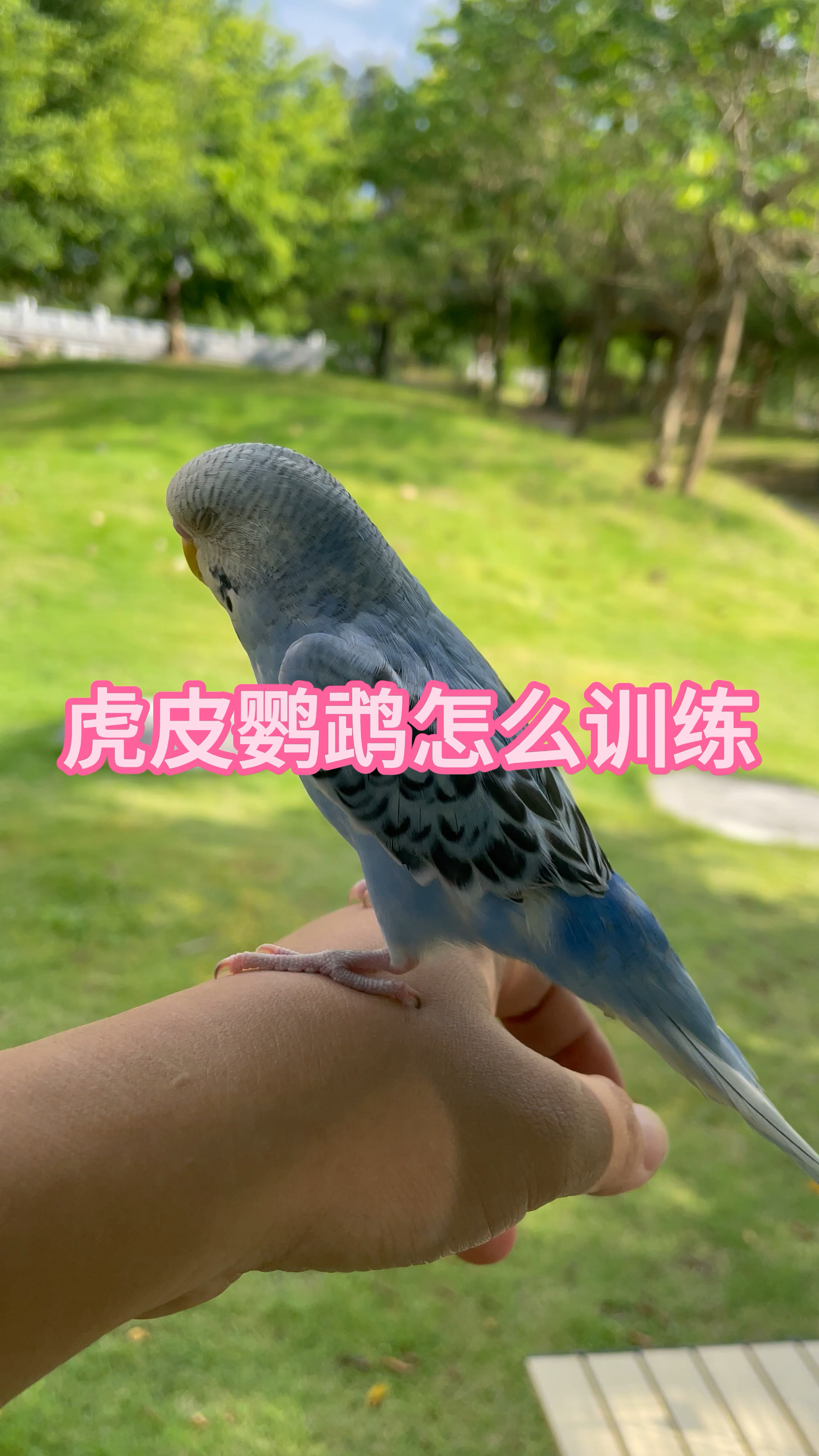 虎皮鹦鹉怎么训练上手