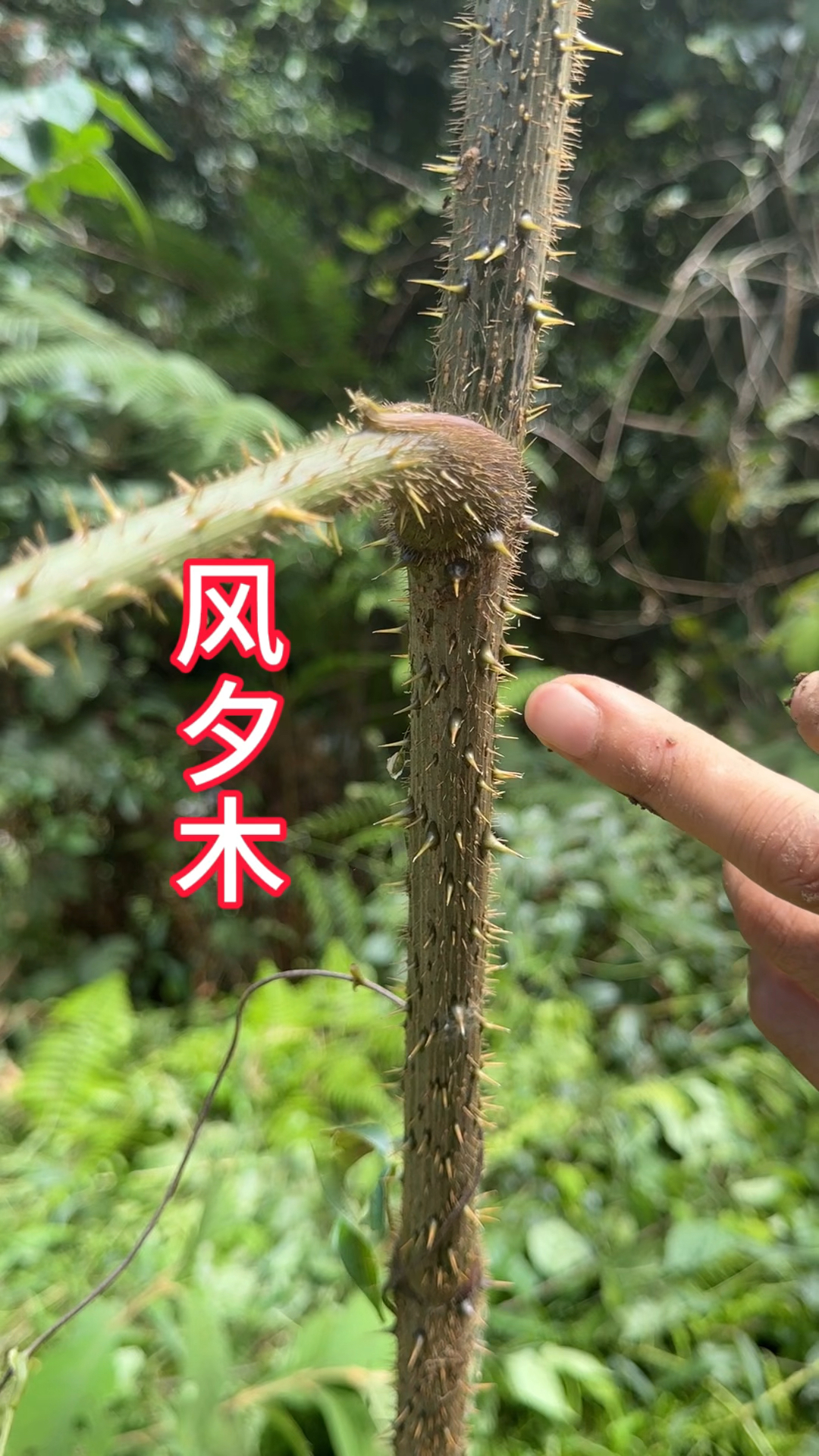 鸟不站的刺树图片药用图片