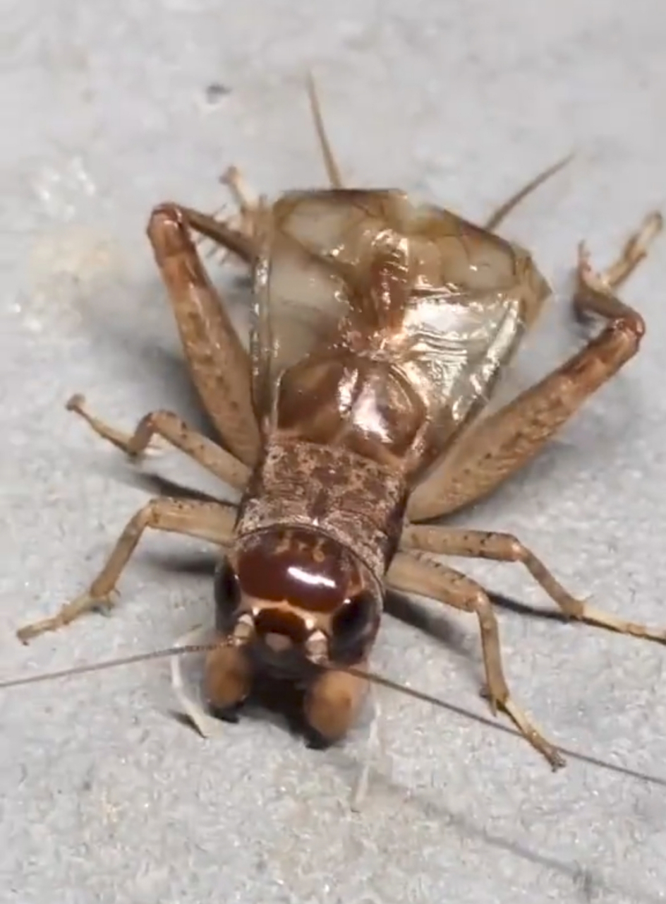 蝈蝈和蛐蛐傻傻分不清楚,你们帮我区分一下吧!