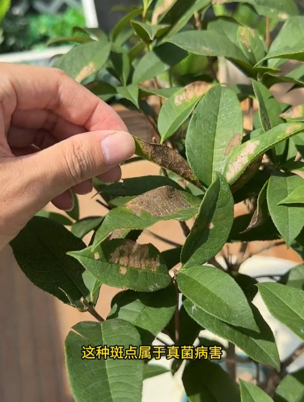 桂花黄叶斑点是一种病态,找到原因对症下药!