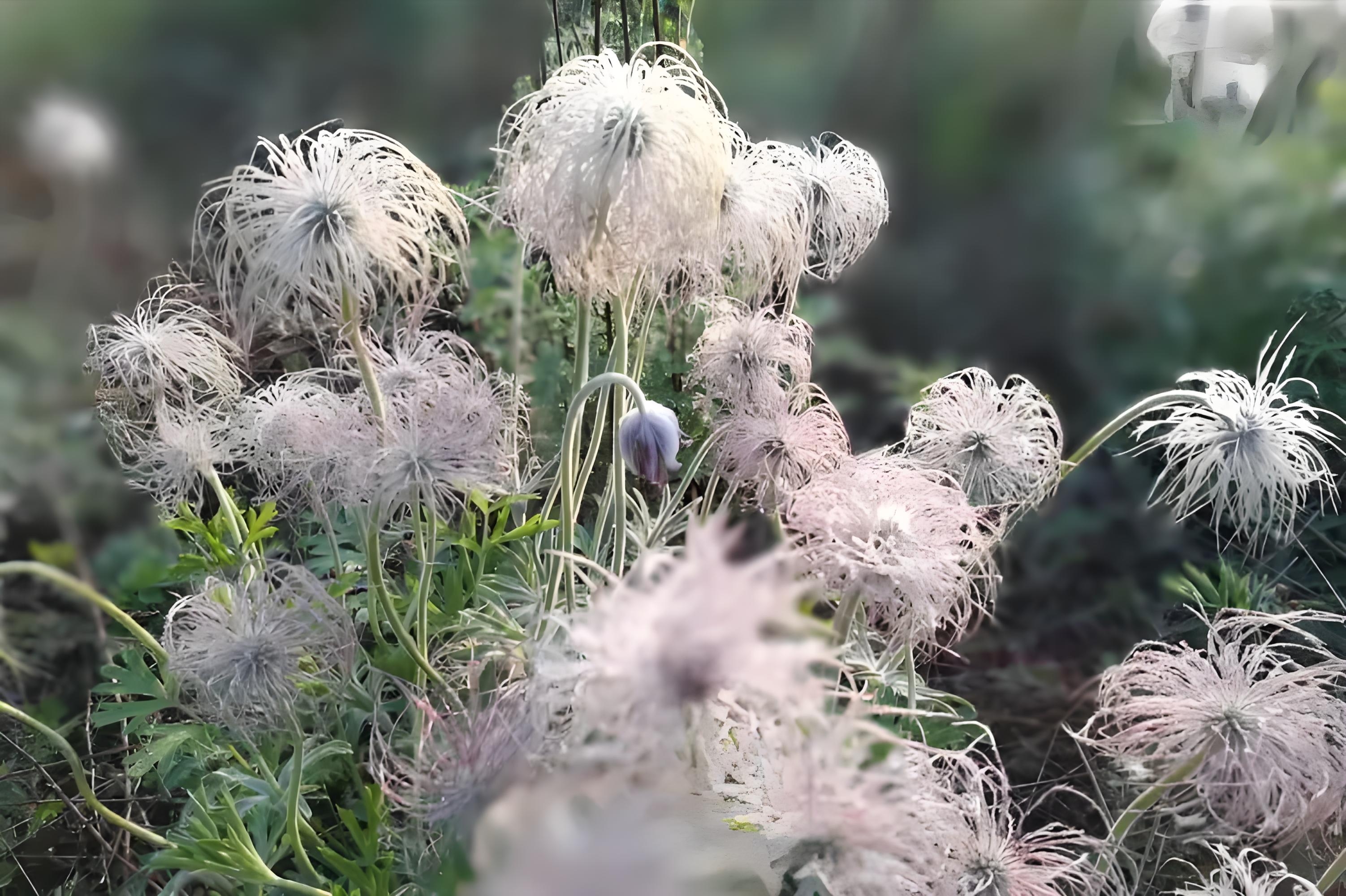 白头翁花的栽种技巧和日常养护