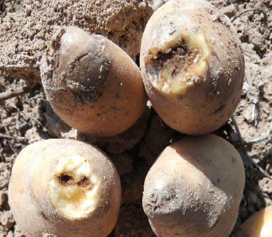 土豆65种病害图片土豆晚疫病晚疫病病薯块根植物都有哪些病虫害图片