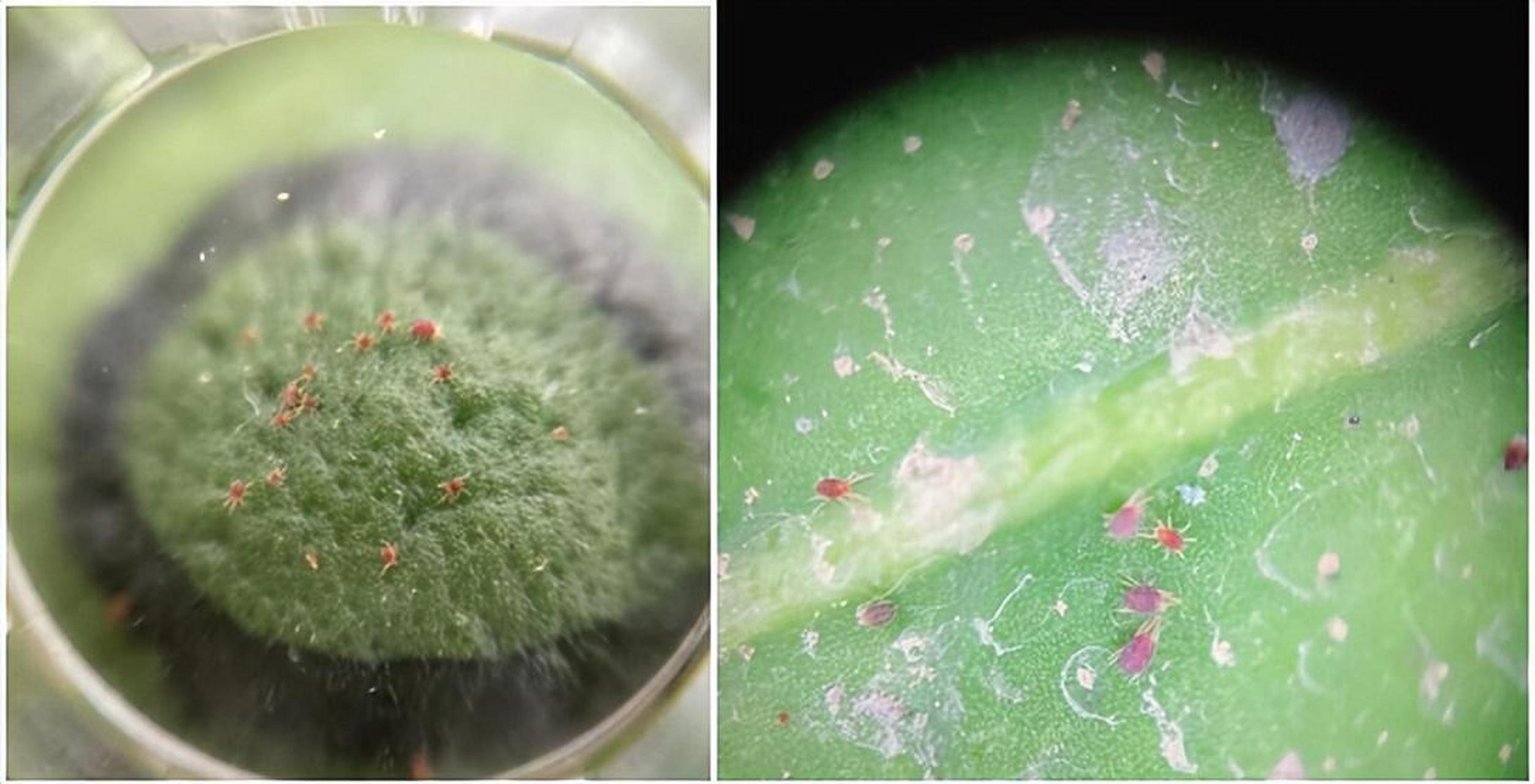 《生物农药 :柑桔红蜘蛛高发期将至,科学防治方法全解析》 每年9-10月