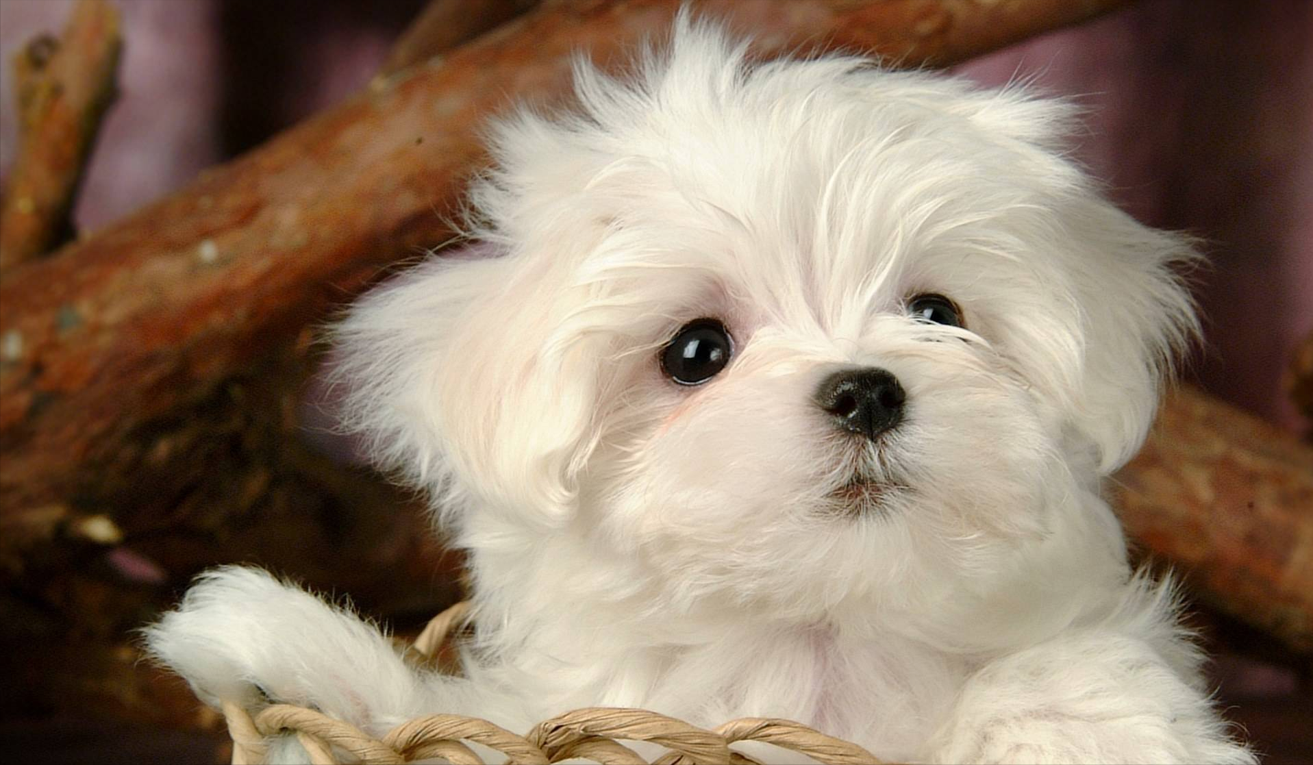 狗狗刚到家,这些"大忌"可别犯,会害死它!