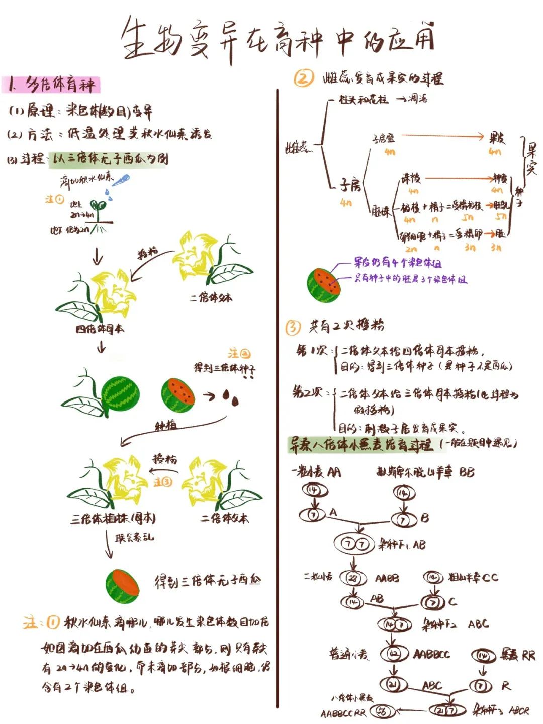 无籽西瓜培育原理图图片