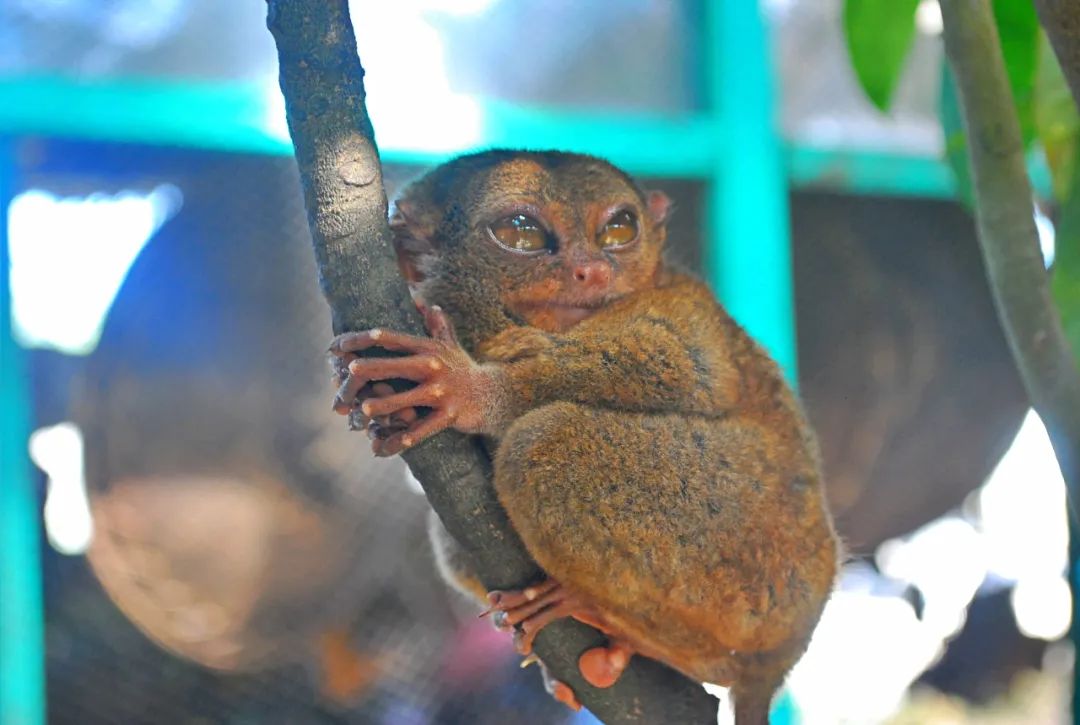 菲律宾纸币上的国宝——眼镜猴(philippine tarsier)