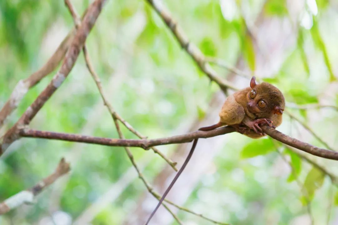 菲律宾纸币上的国宝——眼镜猴(philippine tarsier)