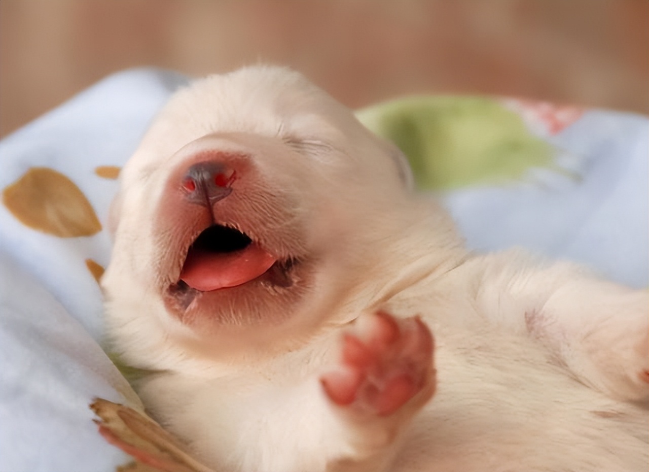 狗狗刚到家,这些"大忌"可别犯,会害死它!