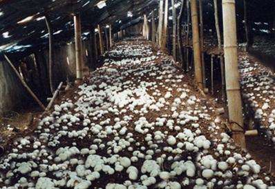 大棚蘑菇出现死亡,找到原因及方法了吗