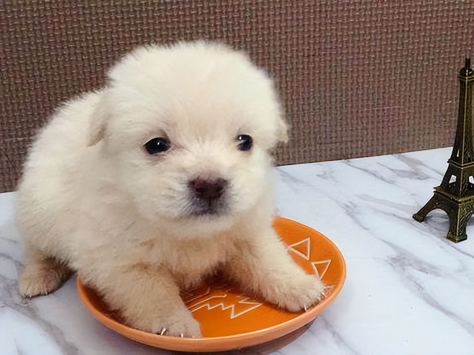 狗狗刚到家,这些"大忌"可别犯,会害死它!