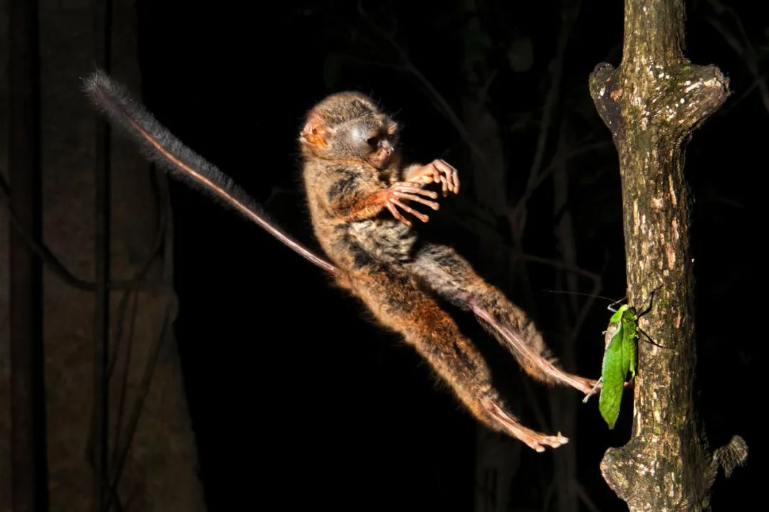菲律宾纸币上的国宝——眼镜猴(philippine tarsier)