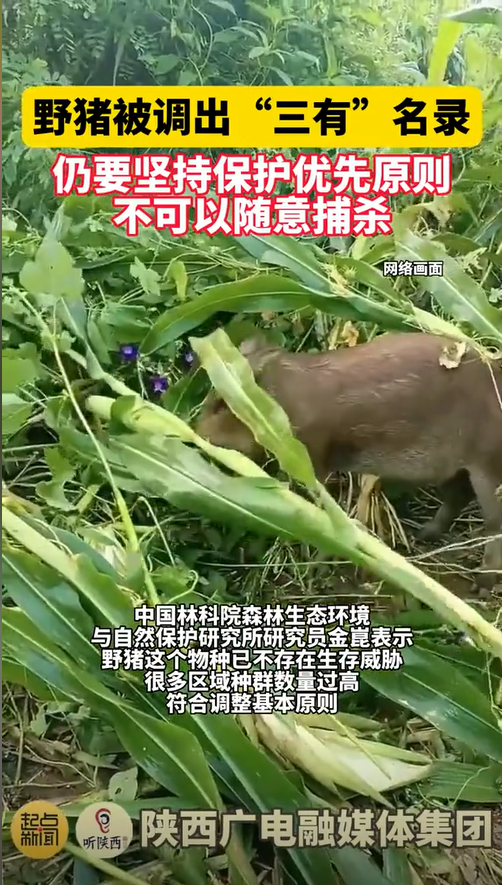 四川野猪泛滥,农民敢怒不敢打!为何不放虎归山,制止野猪泛滥?