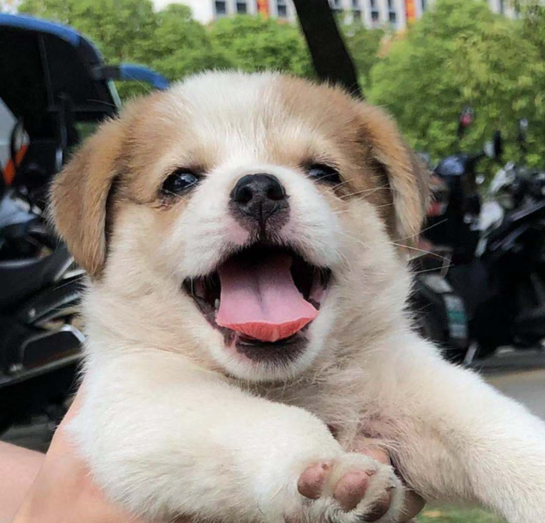 狗狗刚到家,这些"大忌"可别犯,会害死它!