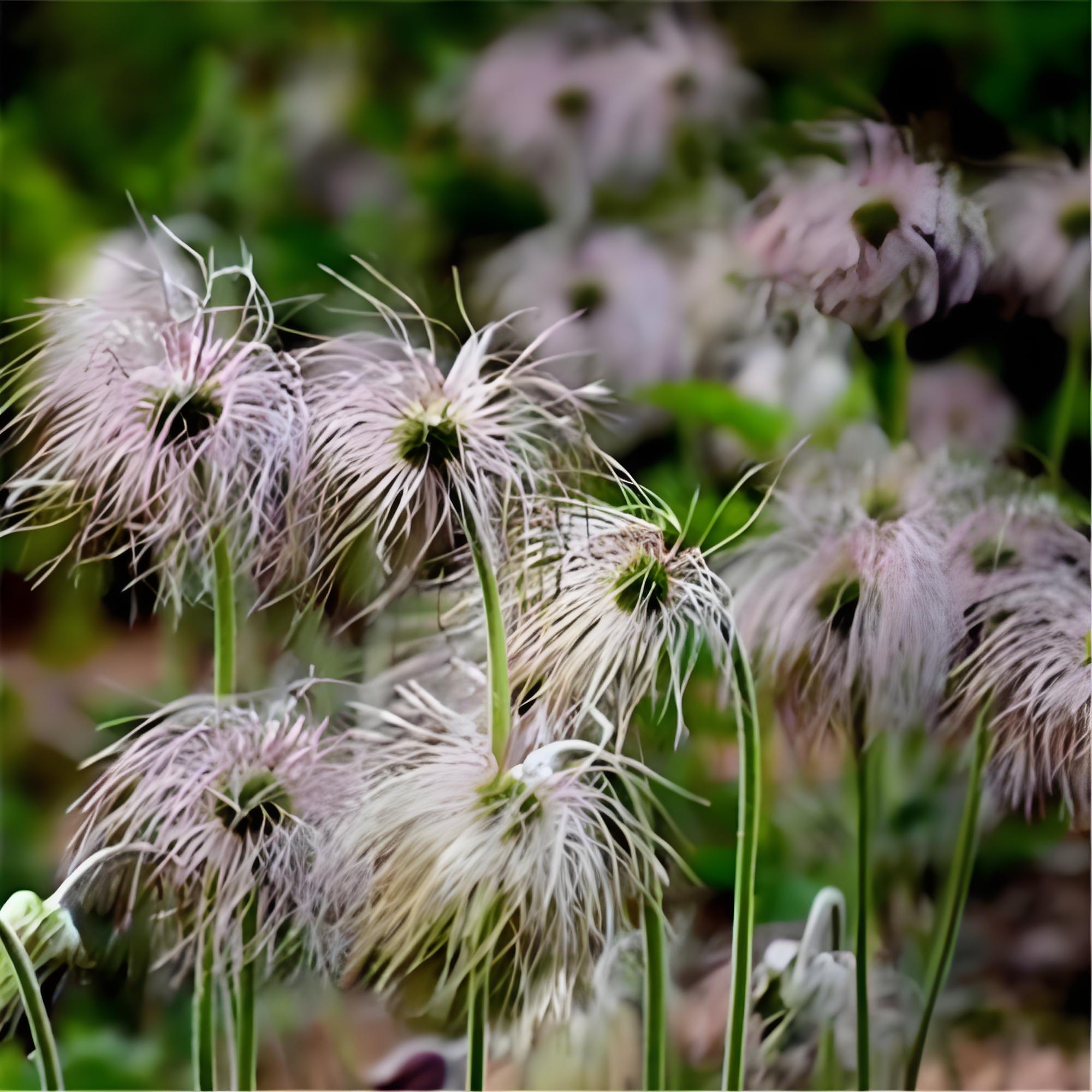 白头翁花的栽种技巧和日常养护