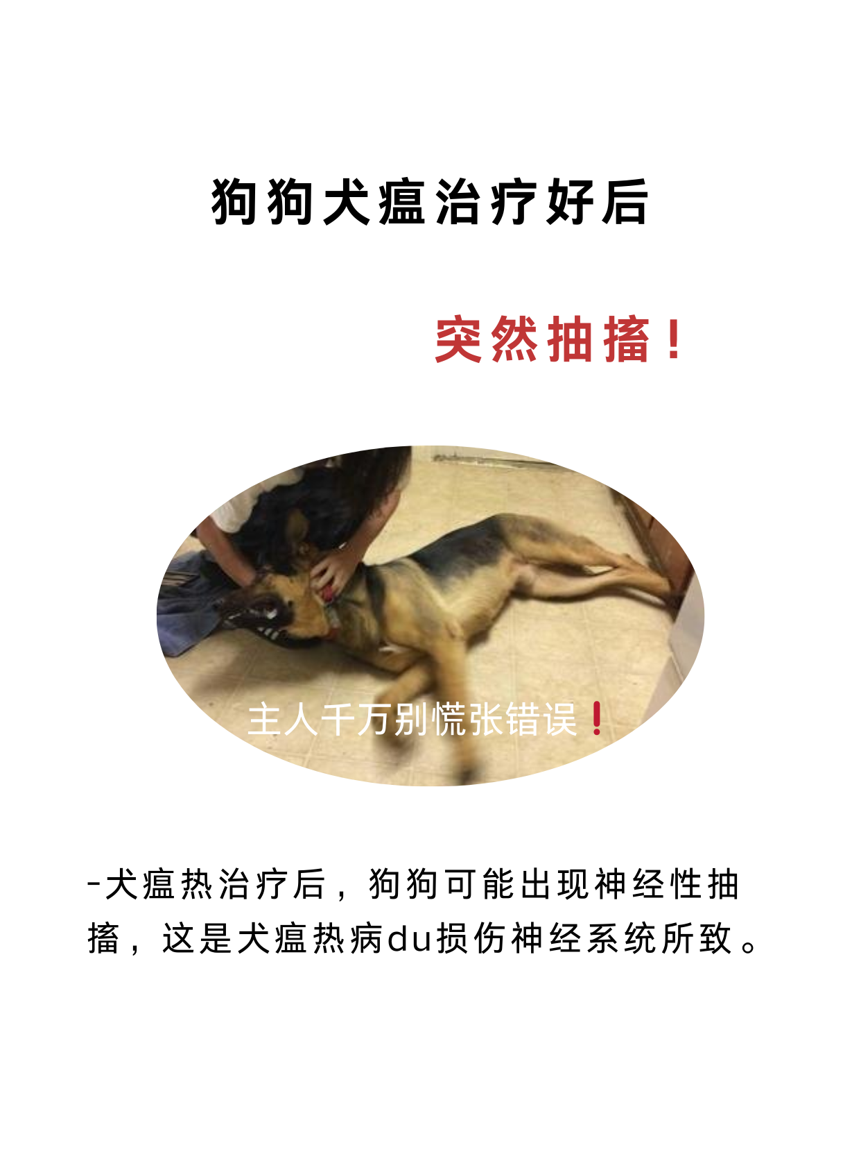 狗狗犬瘟的前兆图片