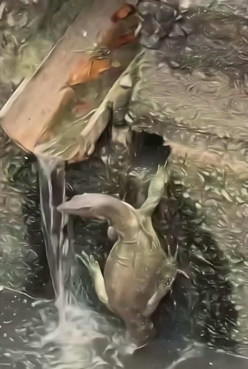 第一次见到没有壳的乌龟 67