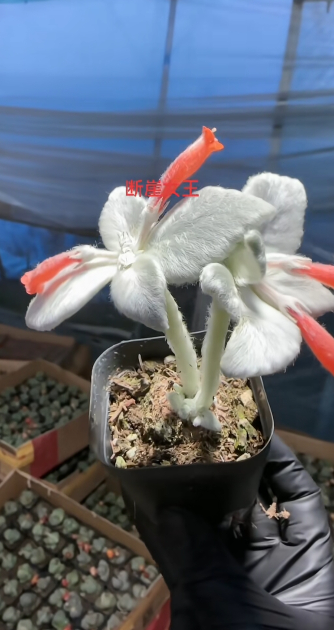 断崖女王多肉好漂亮