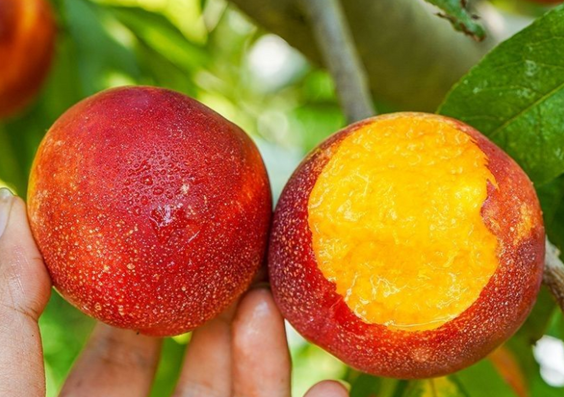 新疆黄心麻点油桃,别名蟠桃,口感特甜新鲜,脆桃一口咬下去,汁水四溢.