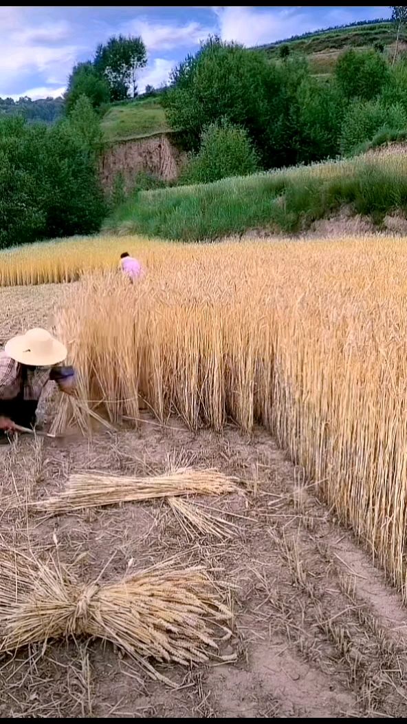 这手工割麦子的场景是否勾起你满满的乡愁回忆!