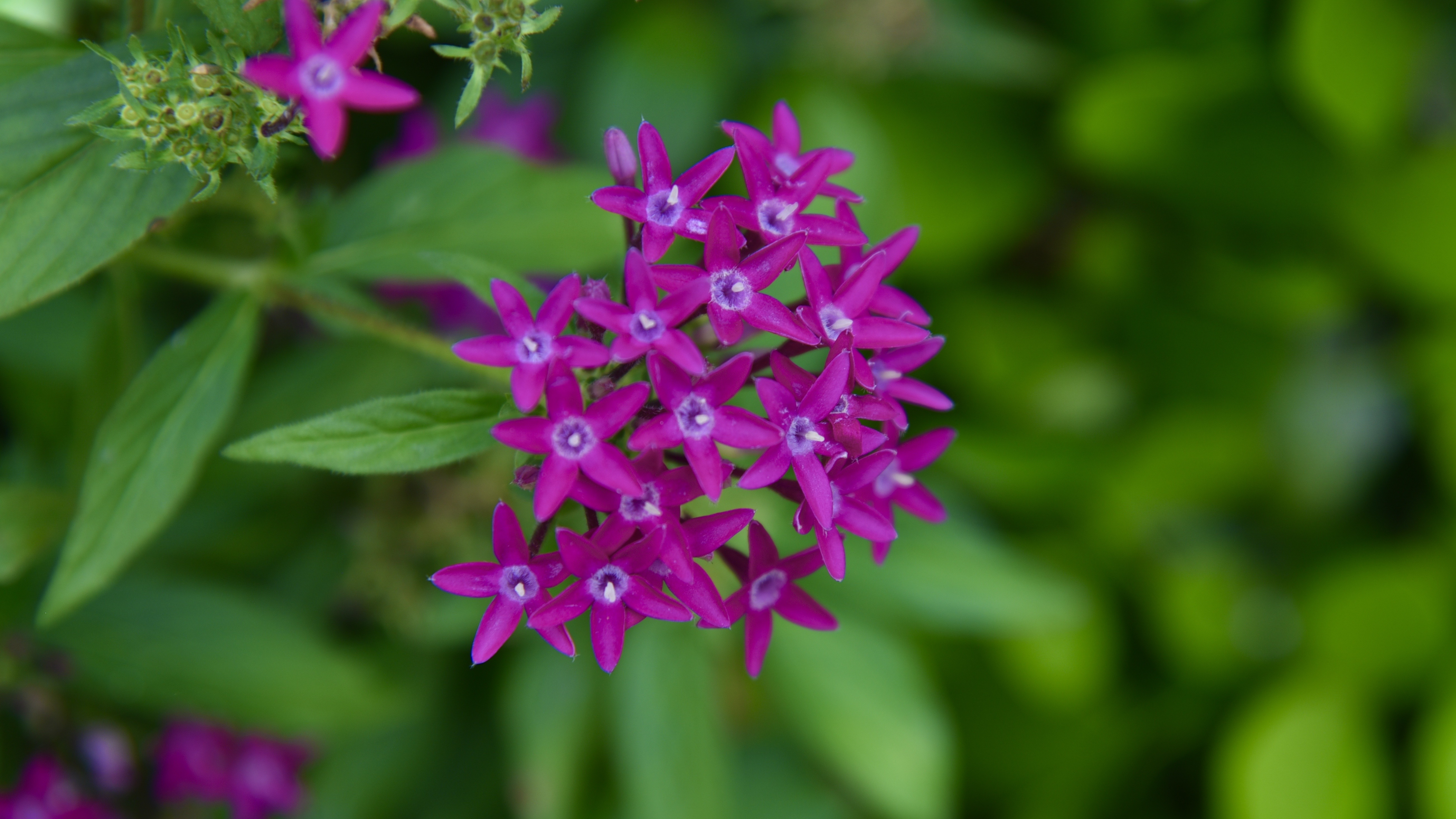 五星花的花语和不同颜色寓意