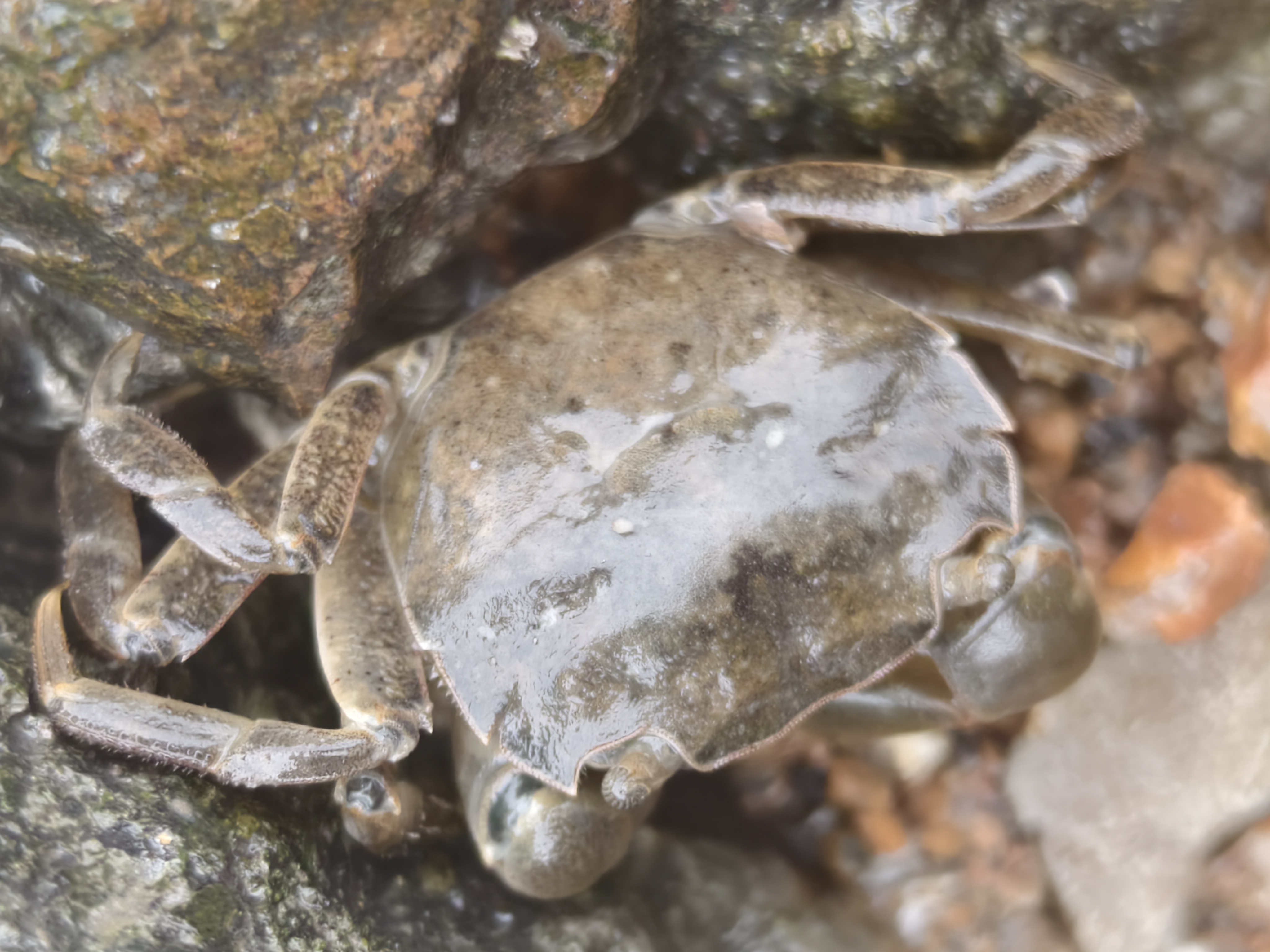 图片雨后小螃蟹图片真实海边石头缝里的龙虾青岛地区特有的小螃蟹