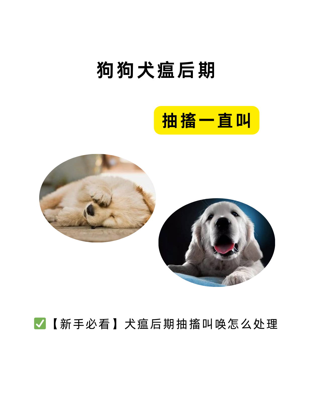 狗狗假性犬瘟图片