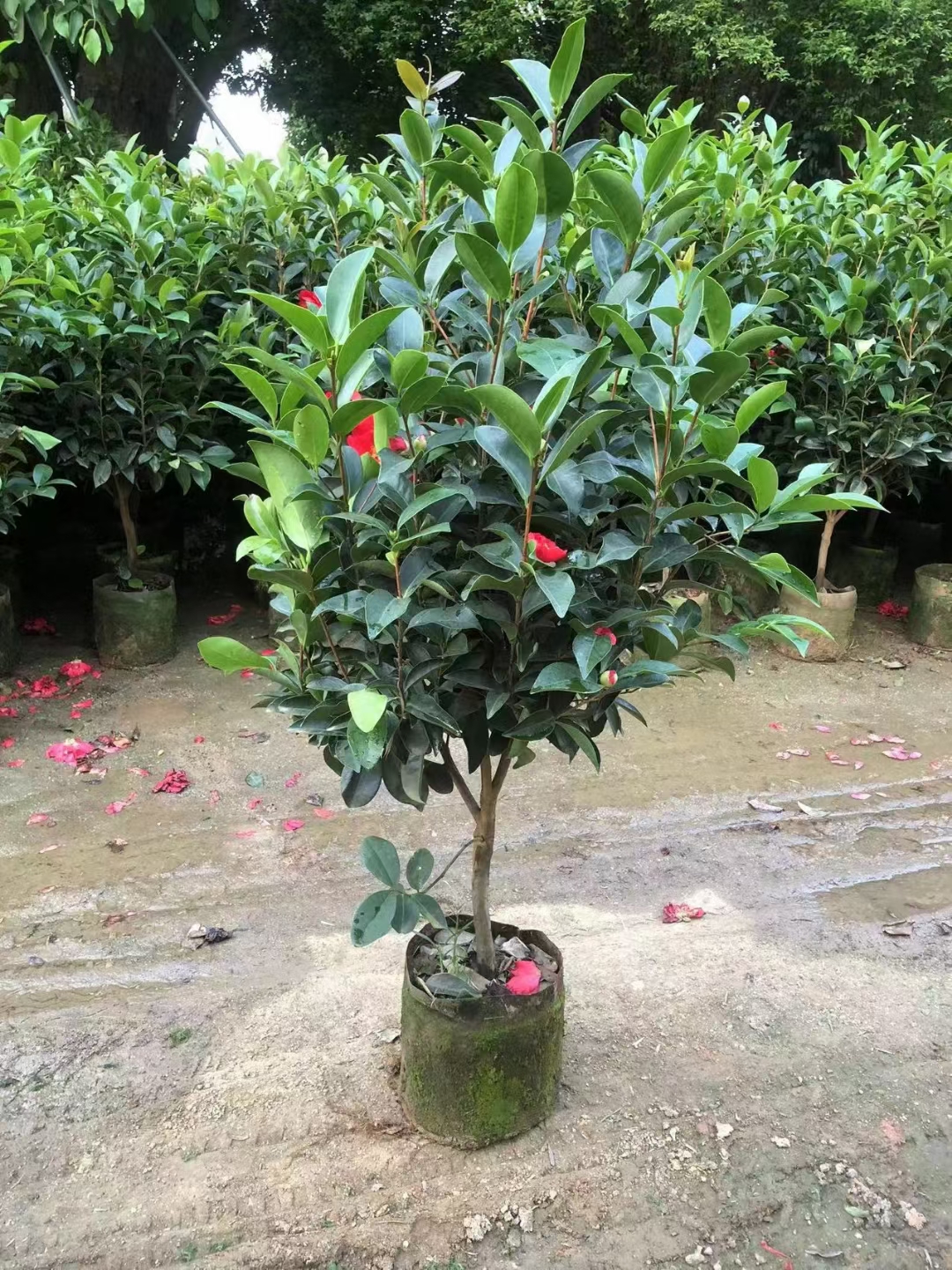 茶花