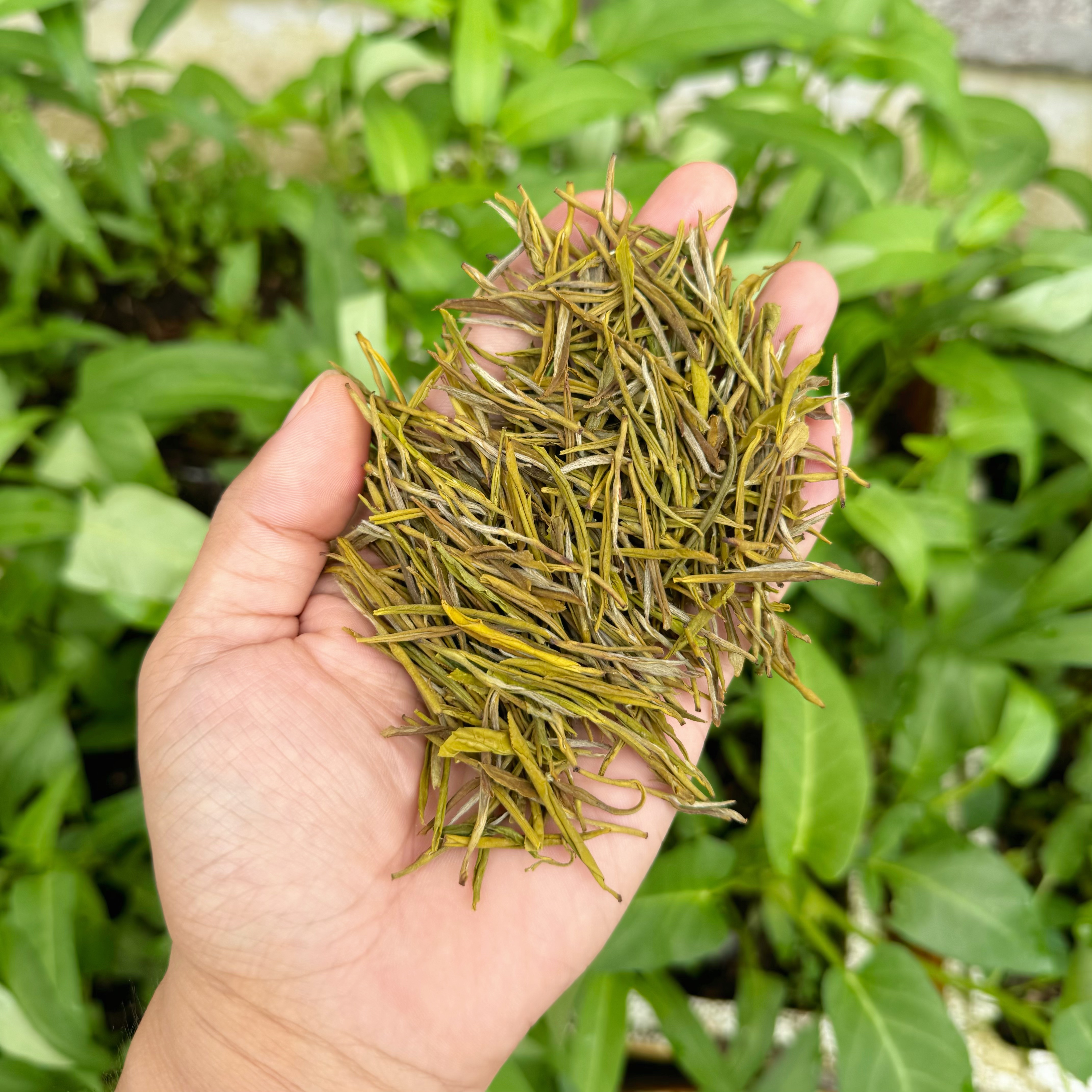 这款黄金芽就是前天视频中的这款,很多茶友对黄