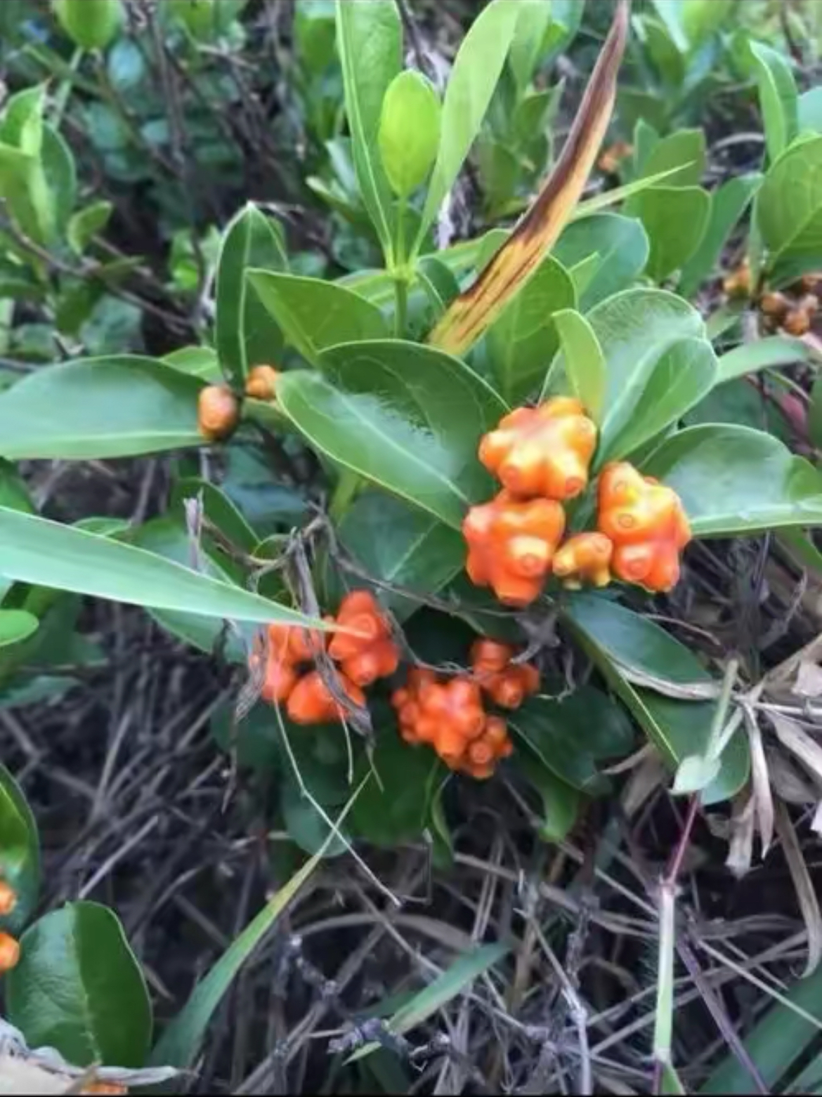 每日给你科普一种植物:鸡眼藤鸡眼藤(morinda parvifolia bartl