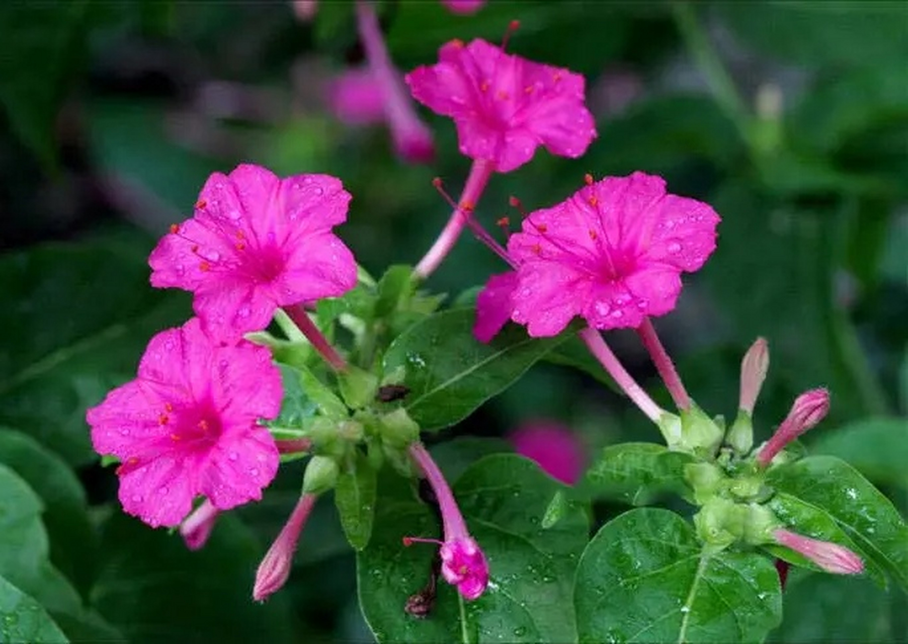 今天才知道她有一个特别的名字叫:胭脂花.