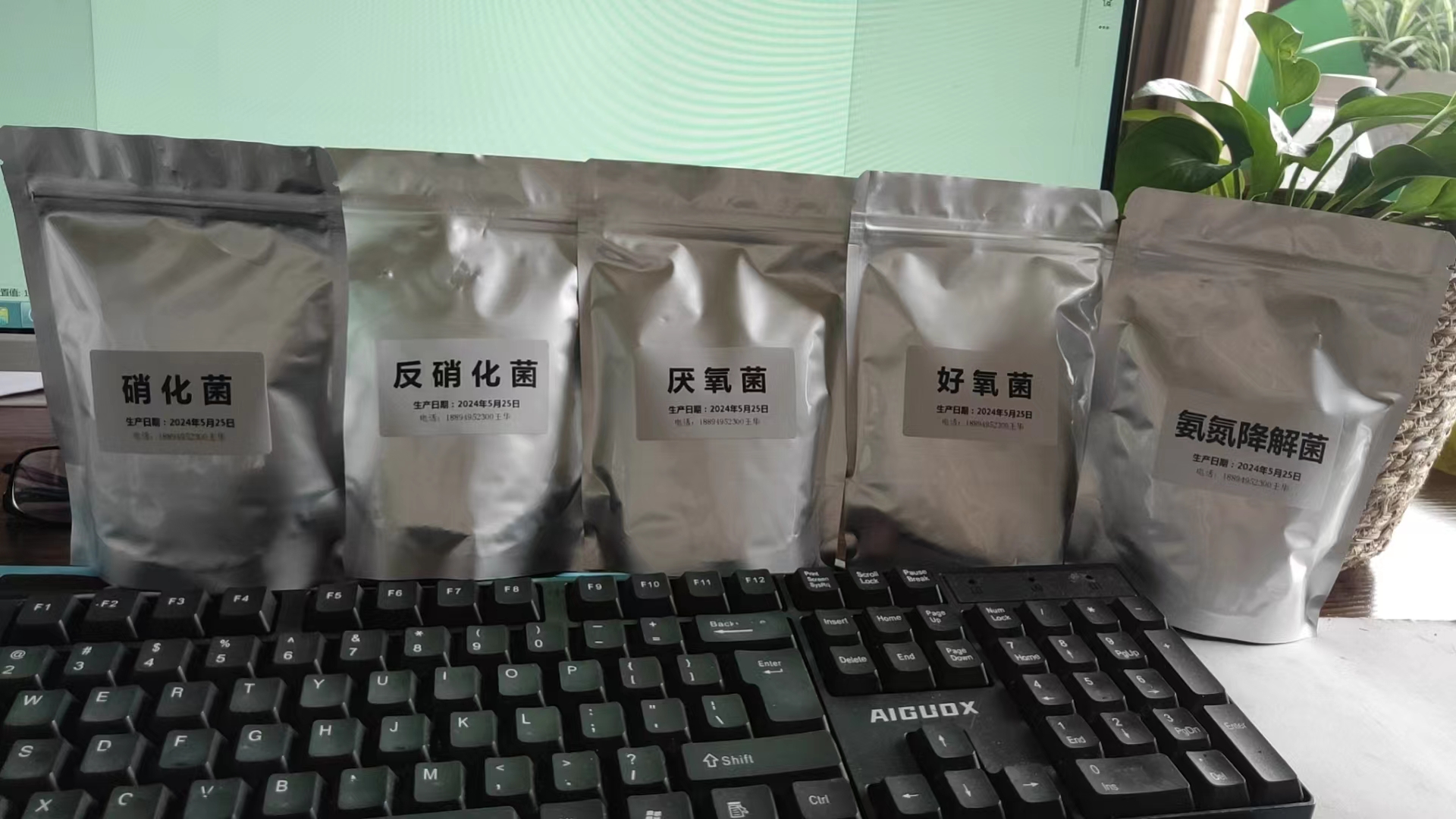 污水处理硝化菌