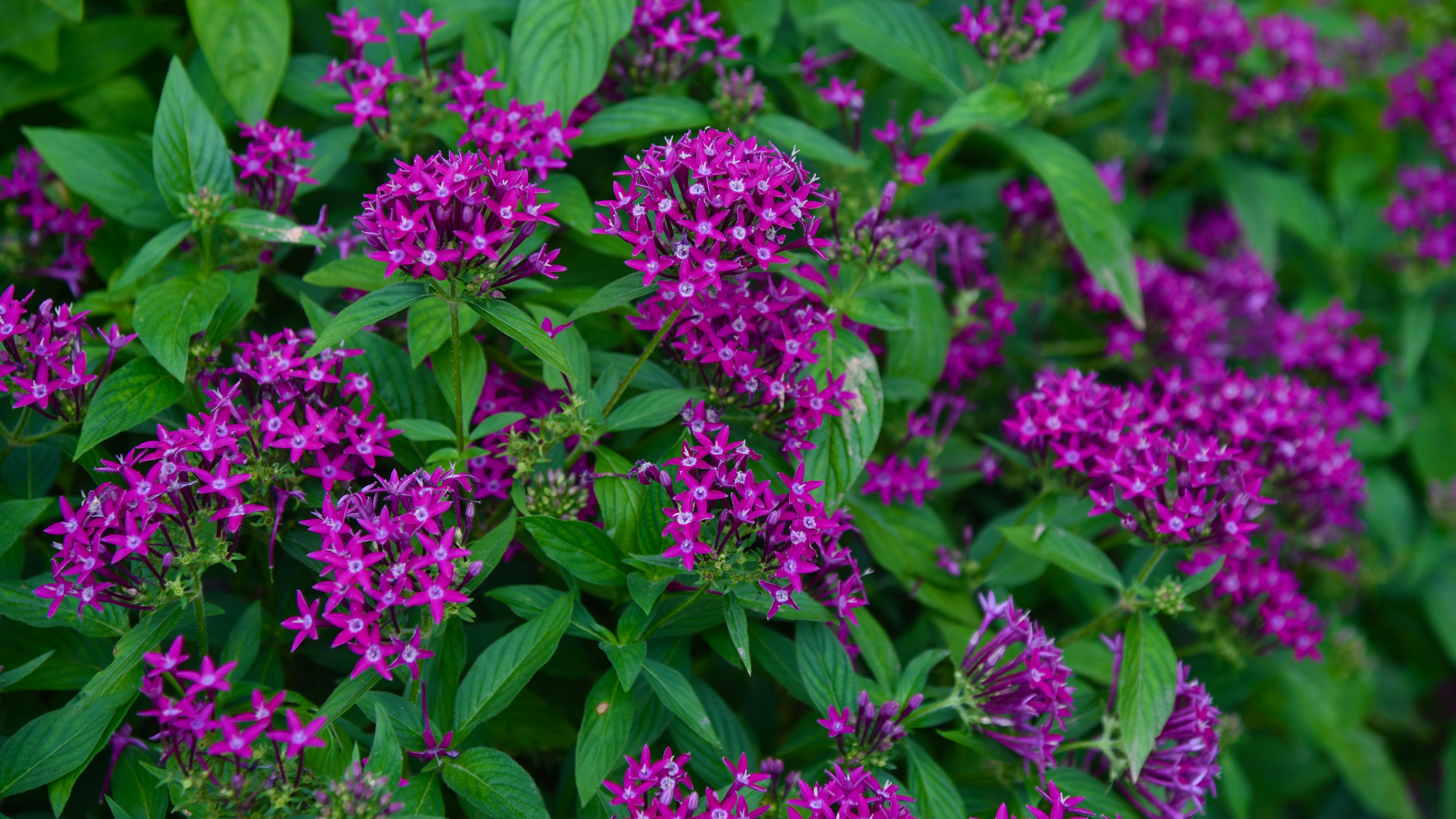 五星花的花语和不同颜色寓意
