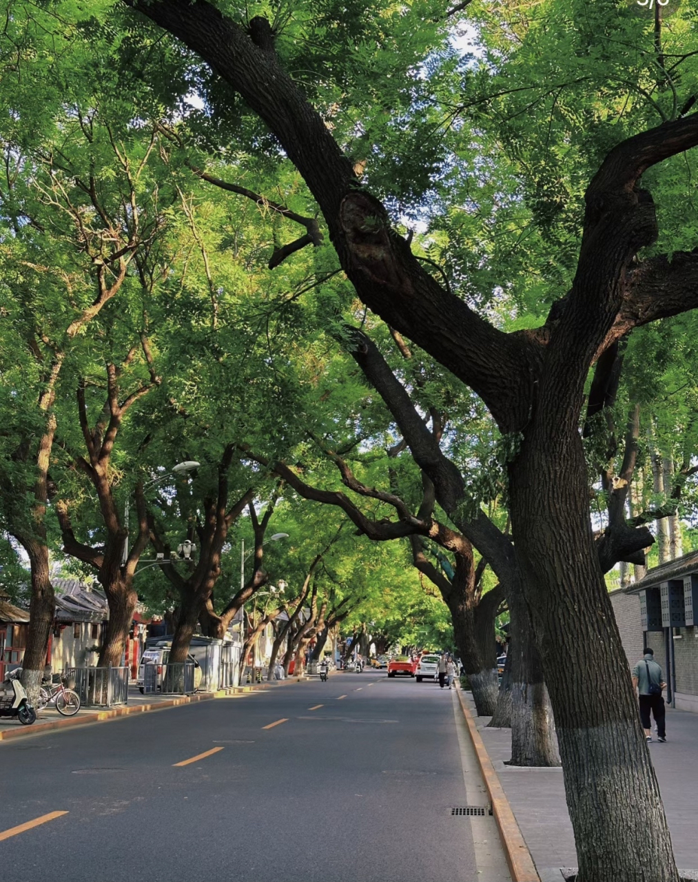 北京南池子大街,这里应该是北京城最美林荫道了吧.