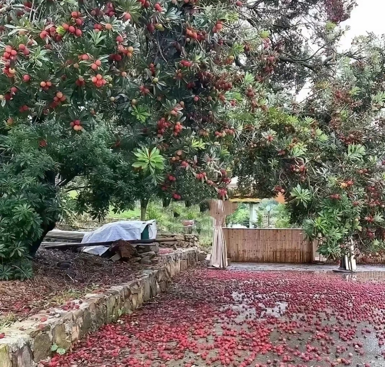 周末开车去乡下的小舅家,打开院子看到了这一幕时,满地的荔枝要打扫到