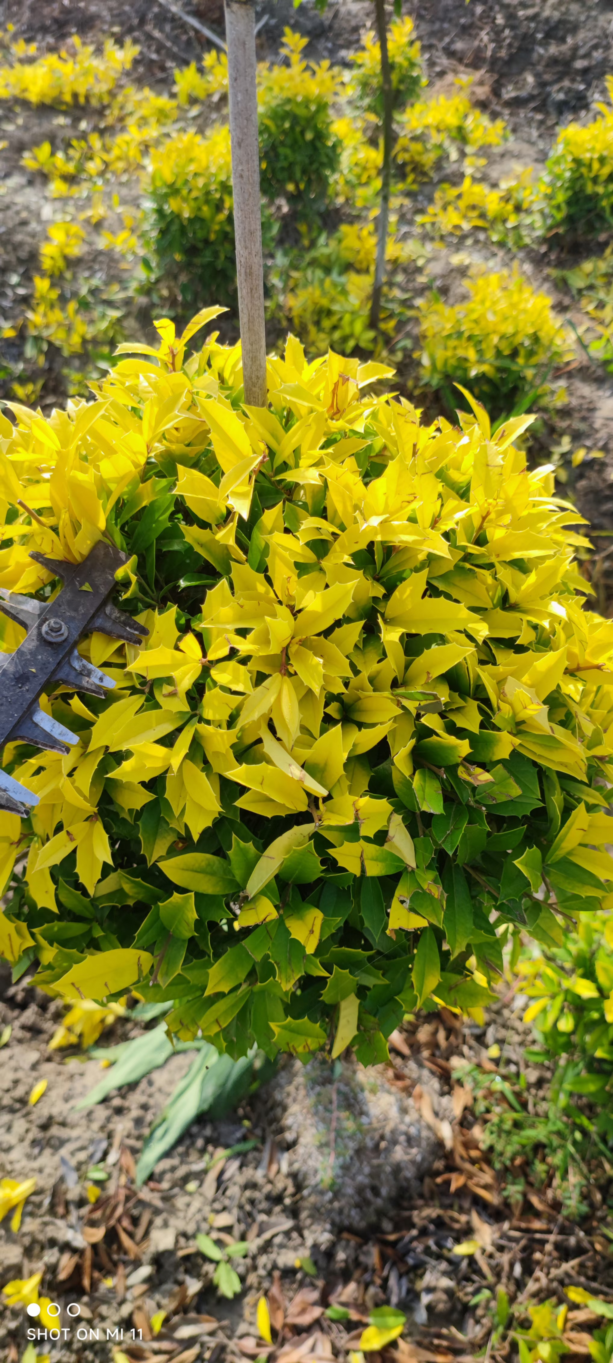 黄金枸骨,又名狭叶冬青,狭冠冬青,学名ilex x attenuata sunny