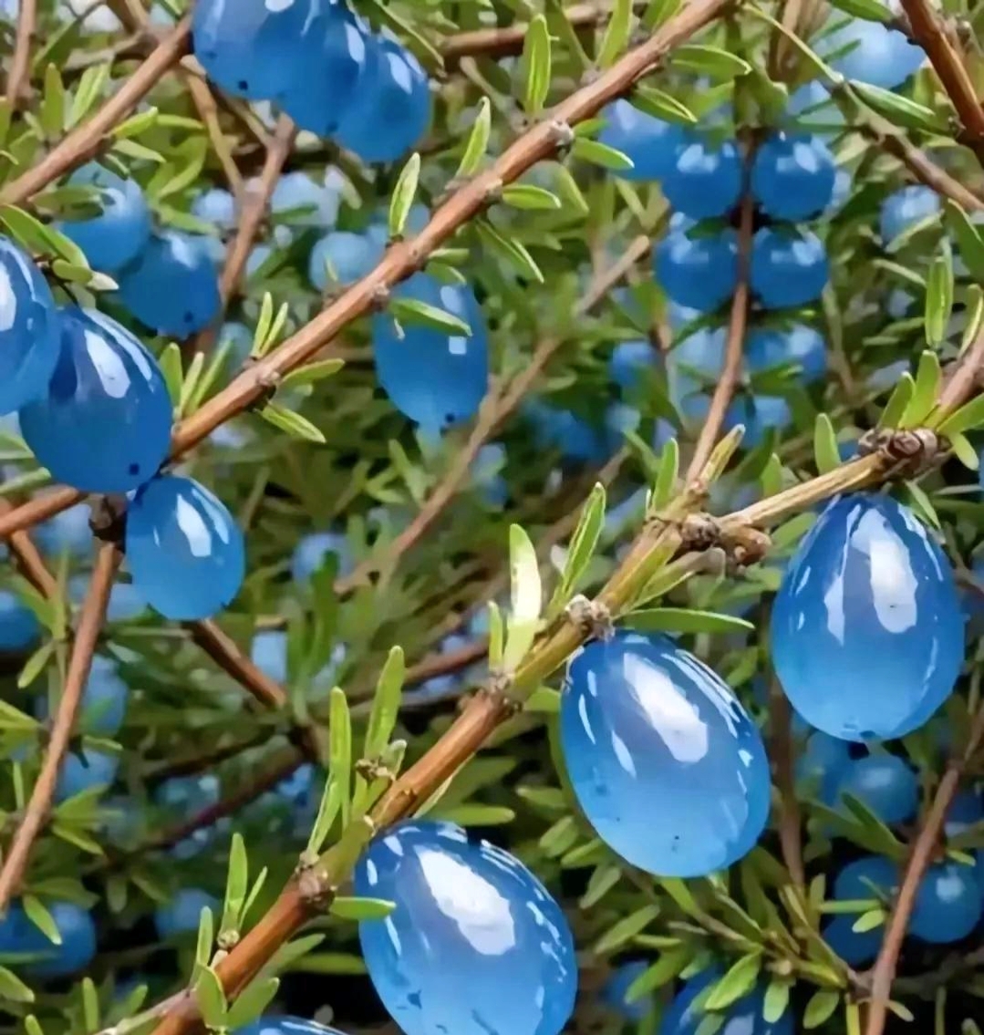 蓝目菊果实图片