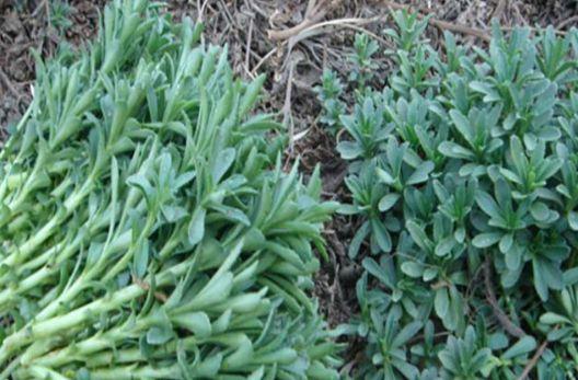 农村一种野菜,人称"金不换",现在七八元每斤?你知道?