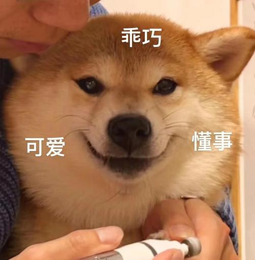 柴犬举话筒表情包图片