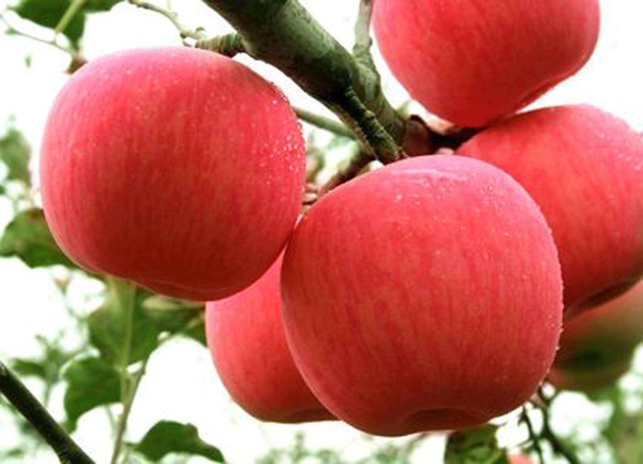 苹果什么时候吃最好