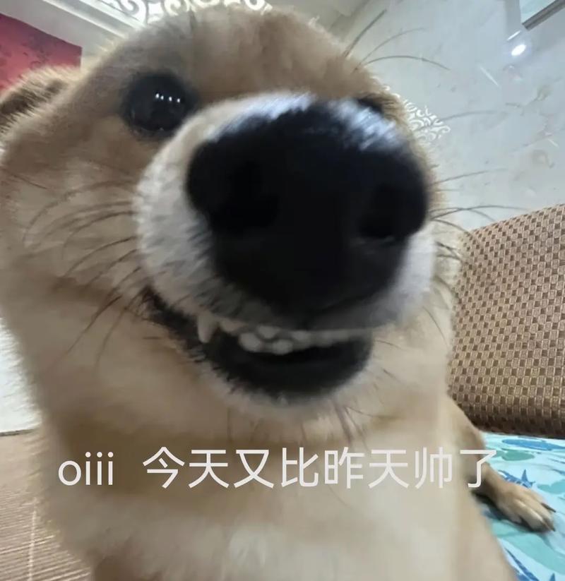 柴犬举话筒表情包图片