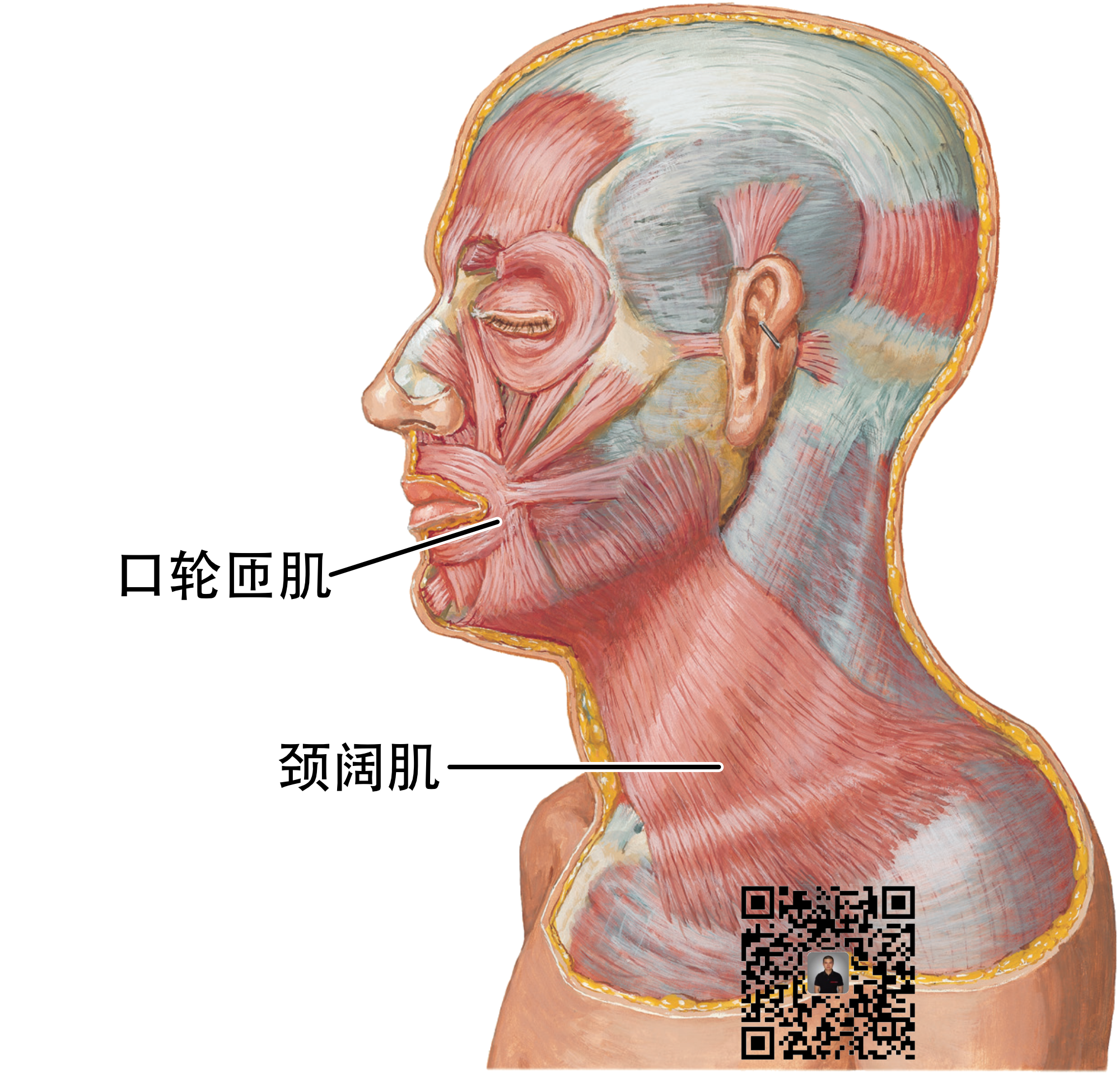 颈阔肌解剖图图片