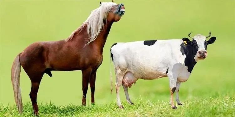 如果让母牛和公马杂交能生下什么动物？会不会是小牛马？