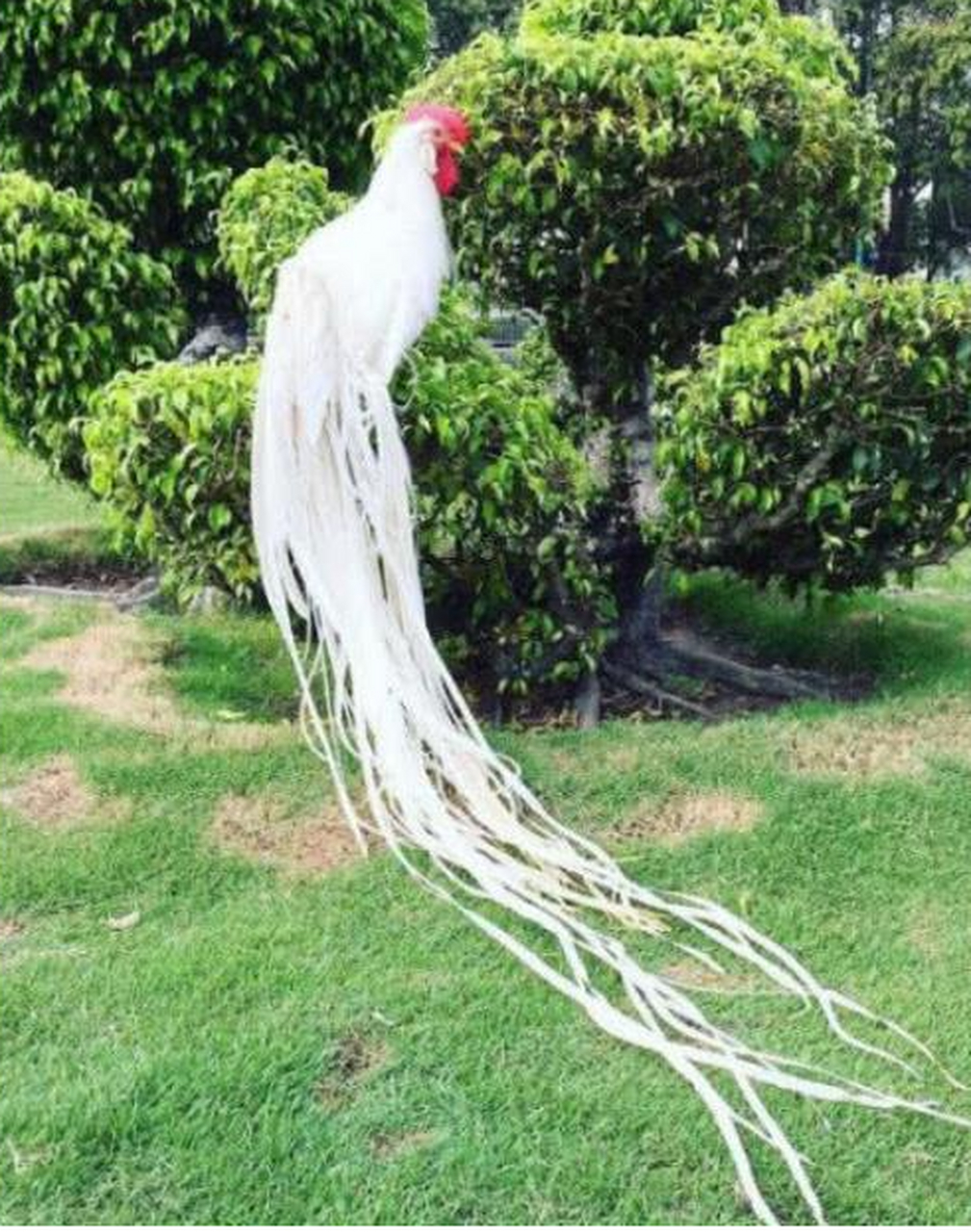 这种鸡叫日本长尾鸡(onagadori),是世界上尾巴最长的鸡.