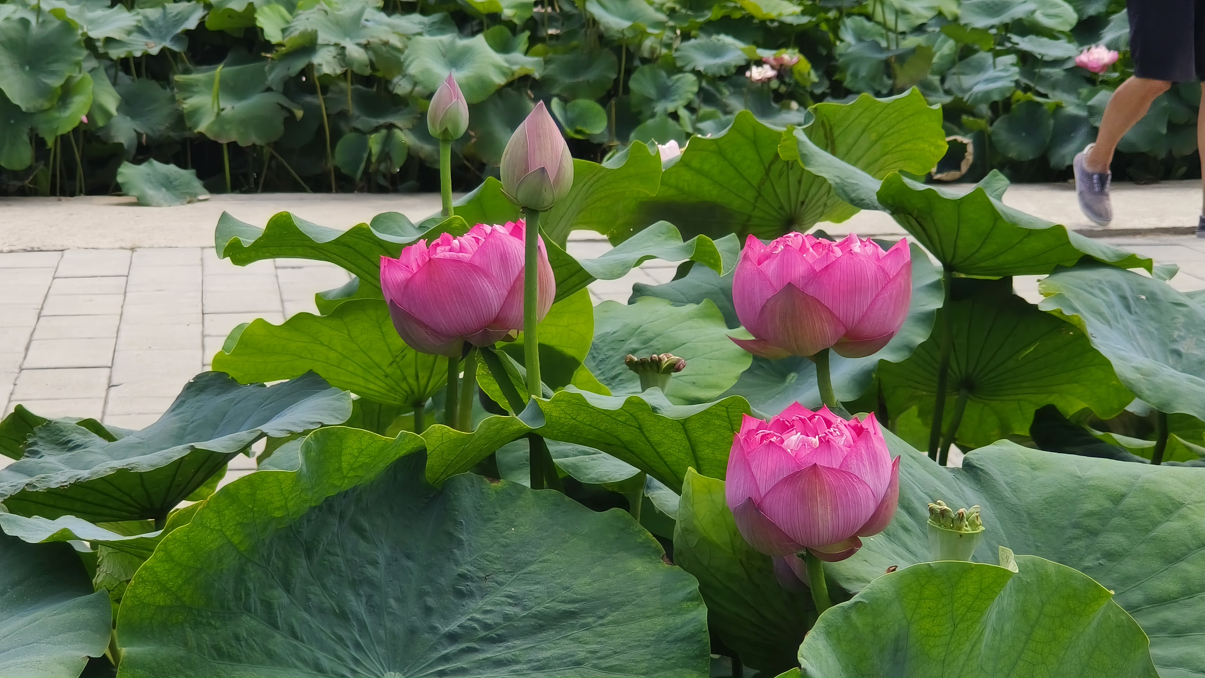 快来圆明园看荷花