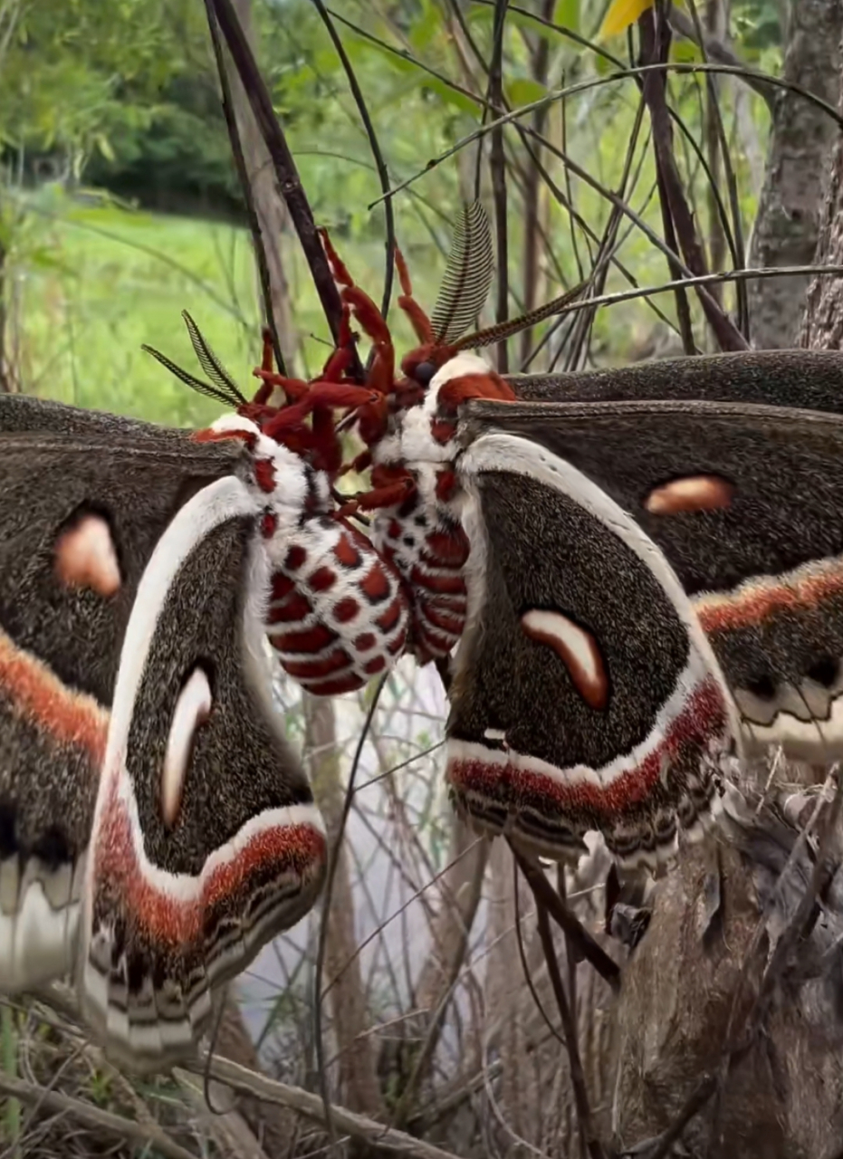 第一次见这么大的飞蛾,毛绒绒的,颜色艳丽,好像叫乌桕大蚕蛾.