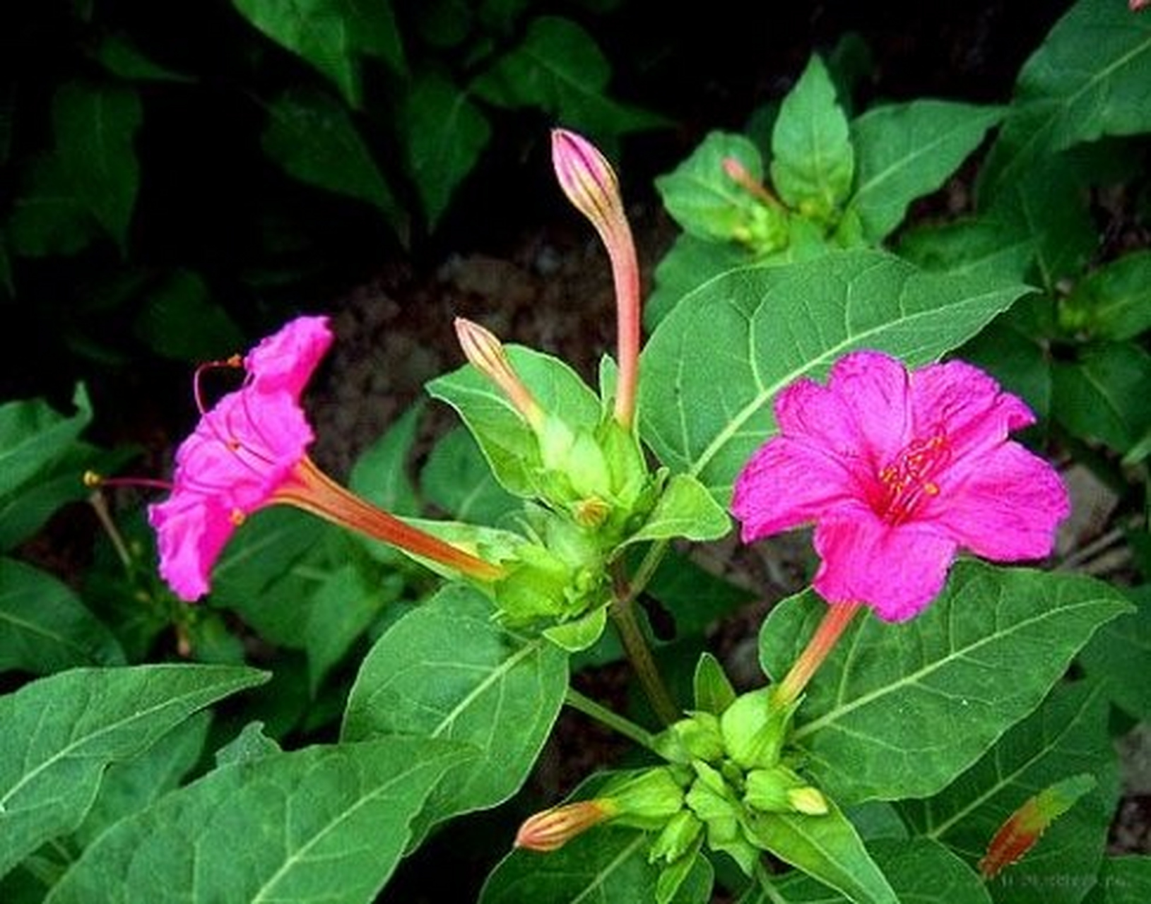 今天才知道她有一个特别的名字叫:胭脂花.