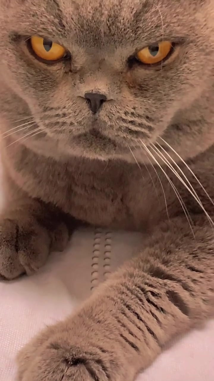 这不屑一顾的眼神,我的小猫