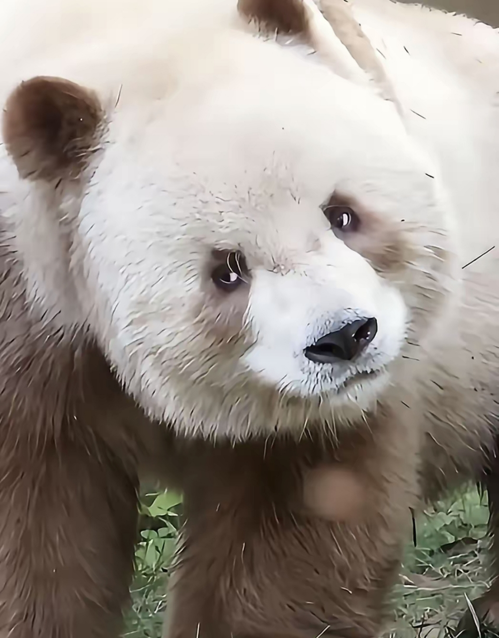 心情不好的图片动物图片